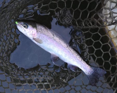 大安トラウトレイク釣果